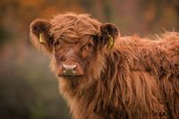 Highland cattle web-11