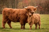 Highland cattle gro&szlig;